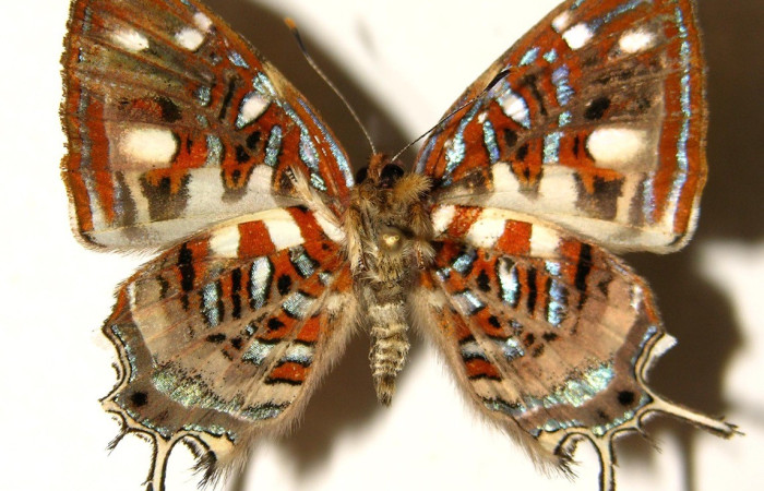 Figura 14. Adulto <i>Sarota chrysus</i></i> (Riodinidae), posición vista ventral. (03-SRNP-20522-DHJ91995).