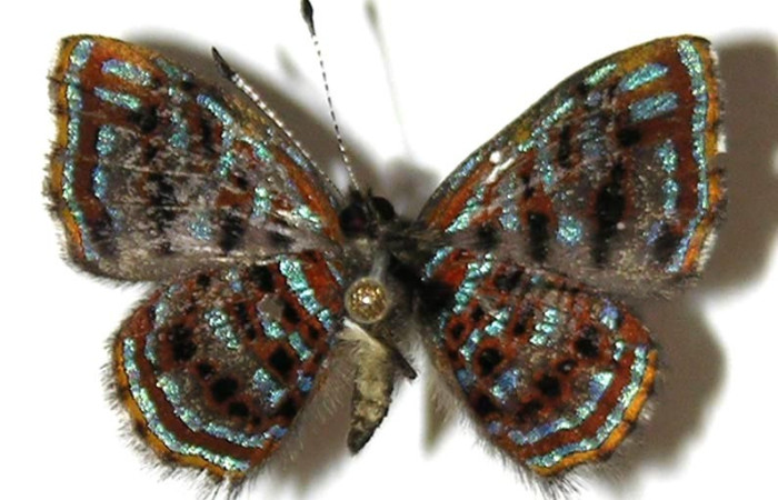 Figura 15. Adulto <i>Sarota myrtea</i></i> (Riodinidae), posición vista ventral. (04-SRNP-32927-DHJ307403).