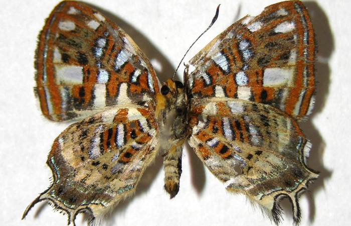 Figura 16. Adulto <i>Sarota subtesselata</i></i> (Riodinidae), posición vista ventral. (07-SRNP-2019-DHJ374455).