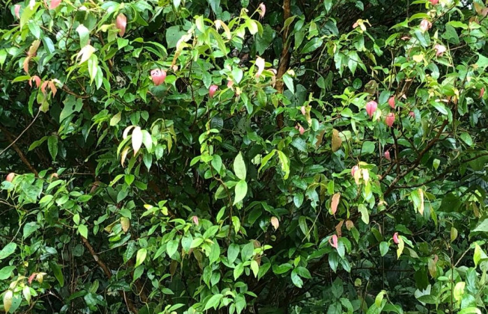 Figura 17. Planta <i>Myrcia splendens</i></i>, (Myrtaceae), de <i>Sarota acantus</i></i>, (Riodinidae). Foto, Gloria sihezar. Sendero piñal 20 de julio 2017.