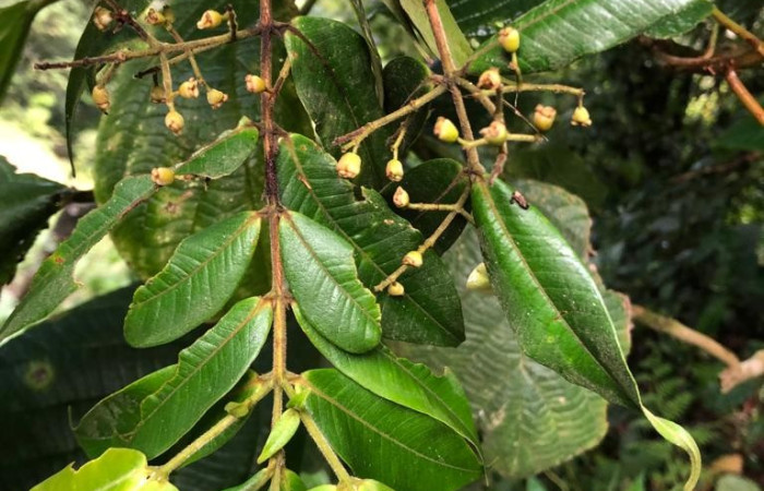 Figura 18. Posición hojas <i>Myrcia splendens</i></i>, (Myrtaceae), de <i>Sarota acantus</i></i>, (Riodinidae). Foto, Gloria sihezar. Sendero piñal 20 de julio 2017.
