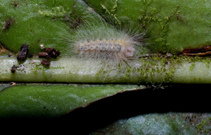 Figura 1. Dorsal entero <i>Sarota acantus</i></i>, (Riodinidae), en la planta <i>Niphidium oblanceolatum</i></i> (Polypodiaceae). Sector Pitilla. Bullas (elevación 440 metros), Colectada 2 diciembre 2010. (10-SRNP-70754-DHJ469139.jpg).