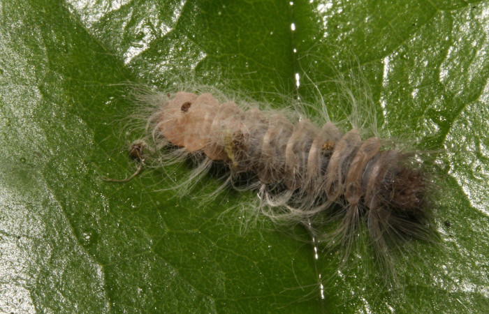 Figura 2. Dorsal entero <i>Sarota acantus</i></i>, (Riodinidae), en la planta <i>Schlegelia fastigiata</i></i> (Schlegeliaceae). Sector Rincon Rain Forest. Garzasol (elevación 400 metros), Colectada 31 octubre 2014. (14-SRNP-44675-DHJ724265.jpg).
