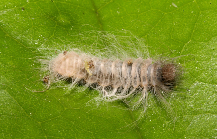 Figura 3. Lateral entero <i>Sarota acantus</i></i>, (Riodinidae), en la planta <i>Schlegelia fastigiata</i></i> (Schlegeliaceae). Sector Rincon Rain Forest. Garzasol (elevación 400 metros), Colectada 31 octubre 2014. (14-SRNP-44675-DHJ724264.jpg).