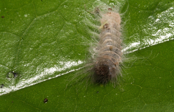 Figura 4. Cabeza <i>Sarota acantus</i></i>, (Riodinidae), en la planta <i>Schlegelia fastigiata</i></i> (Schlegeliaceae). Sector Rincon Rain Forest. Garzasol (elevación 400 metros), Colectada 31 octubre 2014. (14-SRNP-44675-DHJ724266.jpg).