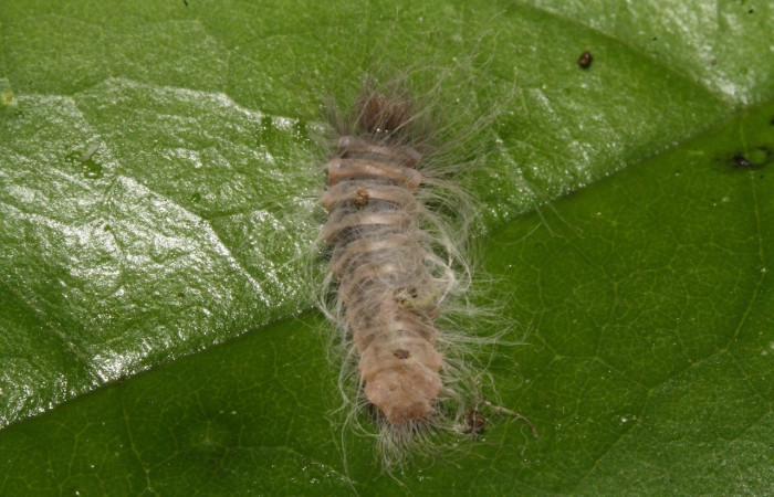 Figura 5. Parte posterior <i>Sarota acantus</i></i>, (Riodinidae), en la planta <i>Schlegelia fastigiata</i></i> (Schlegeliaceae). Sector Rincon Rain Forest. Garzasol (elevación 400 metros), Colectada 31 octubre 2014. (14-SRNP-44675-DHJ724267.jpg).