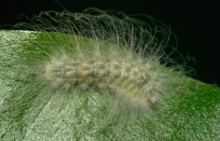 Figura 6. Dorsal entero <i>Sarota acantus</i></i>, (Riodinidae), en la planta <i>Myrcia splendens</i></i> (Myrtaceae). San Cristóbal. Sendero Huerta (elevación 527 metros), Colectada 20 setiembre 2012. (12-SRNP-4249-DHJ487242.jpg).