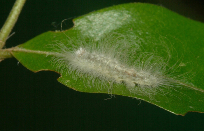 Figura 7. Lateral entero <i>Sarota acantus</i></i>, (Riodinidae), en la planta <i>Myrcia splendens</i></i> (Myrtaceae). San Cristóbal. Sendero Huerta (elevación 527 metros), Colectada 20 setiembre 2012. (12-SRNP-4249-DHJ487245.jpg).