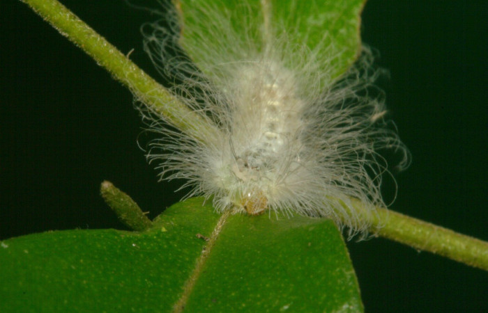 Figura 8. Cabeza <i>Sarota acantus</i></i>, (Riodinidae), en la planta <i>Myrcia splendens</i></i> (Myrtaceae). San Cristóbal. Sendero Huerta (elevación 527 metros), Colectada 20 setiembre 2012. (12-SRNP-4249-DHJ487247.jpg).