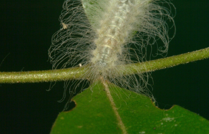 Figura 9. Parte posterior <i>Sarota acantus</i></i>, (Riodinidae), en la planta <i>Myrcia splendens</i></i> (Myrtaceae). San Cristóbal. Sendero Huerta (elevación 527 metros), Colectada 20 setiembre 2012. (12-SRNP-4249-DHJ487248.jpg).