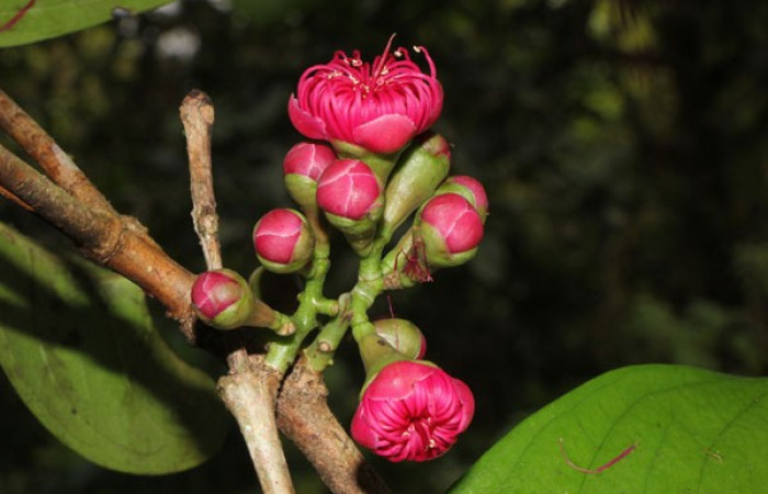 Figura. 10 Botones florales, <i>Syzygium malacense</i></i>, (Myrtaceae). Area de Conservación Guanacaste. Sector Rincón Rain Forest. Cafecito, (elevación 455 metros), colectada el 18 de mayo 2023. Foto, Jorge Hernández. 