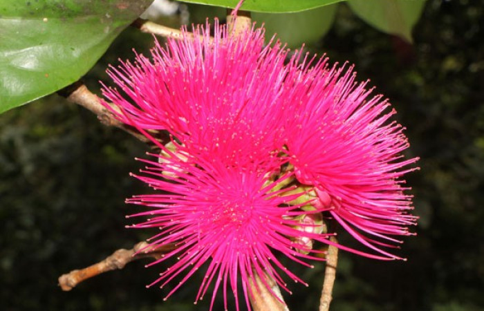 Figura. 11 Flores en ramas, <i>Syzygium malacense</i></i>, (Myrtaceae). Area de Conservación Guanacaste. Sector Rincón Rain Forest. Cafecito, (elevación 455 metros), colectada el 18 de mayo 2023. Foto, Jorge Hernández. 