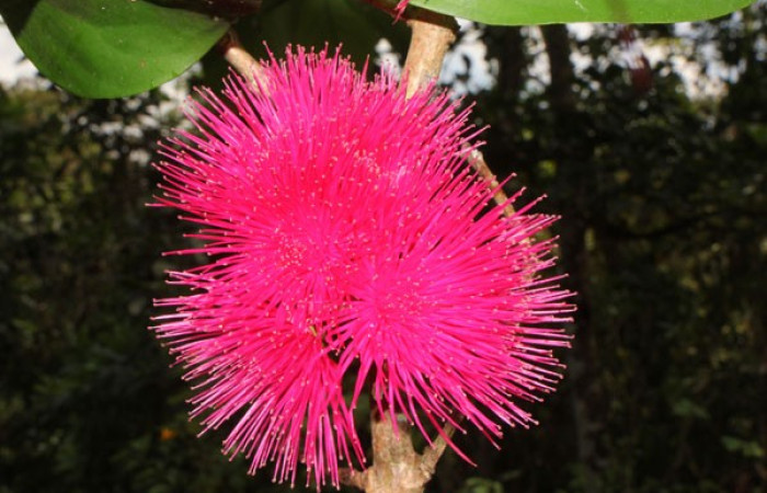 Figura. 12 Flores de frente, <i>Syzygium malacense</i></i>, (Myrtaceae). Area de Conservación Guanacaste. Sector Rincón Rain Forest. Cafecito, (elevación 455 metros), colectada el 18 de mayo 2023. Foto, Jorge Hernández