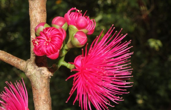 Figura. 13 Flor lateral y botones, <i>Syzygium malacense</i></i>, (Myrtaceae). Area de Conservación Guanacaste. Sector Rincón Rain Forest. Cafecito, (elevación 455 metros), colectada el 18 de mayo 2023. Foto, Jorge Hernández.