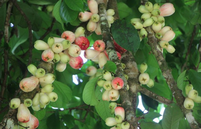 Figura. 14 Frutos en rama, <i>Syzygium malacense</i></i>, (Myrtaceae). Area de Conservación Guanacaste. Sector Rincón Rain Forest. Cafecito, (elevación 455 metros), colectada el 18 de mayo 2023. Foto, Jorge Hernández.