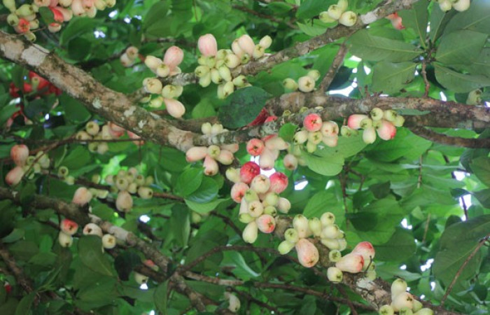 Figura. 15 Frutos en rama, <i>Syzygium malacense</i></i>, (Myrtaceae). Area de Conservación Guanacaste. Sector Rincón Rain Forest. Cafecito, (elevación 455 metros), colectada el 18 de mayo 2023. Foto, Jorge Hernández.