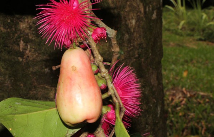 Figura. 16 Fruto en rama, <i>Syzygium malacense</i></i>, (Myrtaceae). Area de Conservación Guanacaste. Sector Rincón Rain Forest. Cafecito, (elevación 455 metros), colectada el 18 de mayo 2023. Foto, Jorge Hernández.