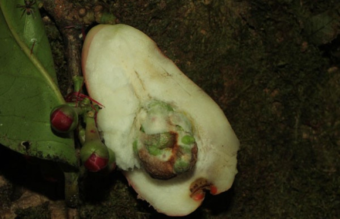 Figura. 17 Fruto diseccionado, <i>Syzygium malacense</i></i>, (Myrtaceae). Area de Conservación Guanacaste. Sector Rincón Rain Forest. Cafecito, (elevación 455 metros), colectada el 18 de mayo 2023. Foto, Jorge Hernández.