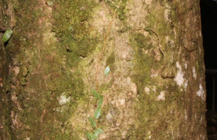 Figura. 18 Corteza, <i>Syzygium malacense</i></i>, (Myrtaceae). Area de Conservación Guanacaste. Sector Rincón Rain Forest. Cafecito, (elevación 455 metros), colectada el 18 de mayo 2023. Foto, Jorge Hernández. 