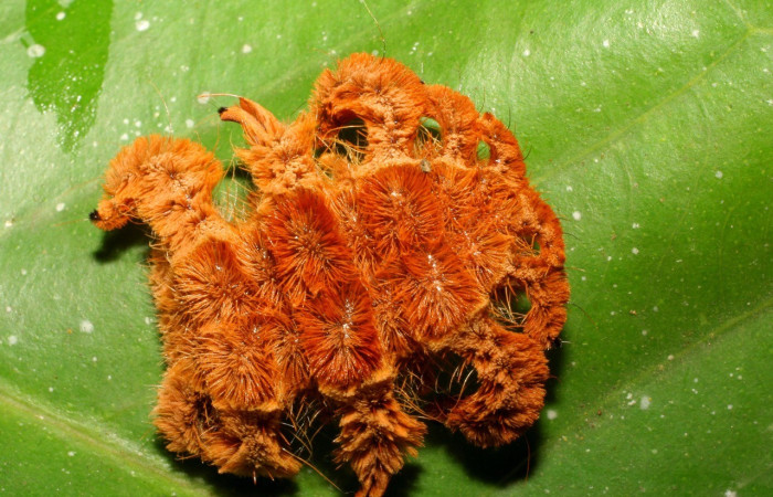 Figura. 19 Larva <i>Phobetron</i></i> hipparchiaDHJ01 (Limacodidae), posición dorsal entero alimentándose en <i>Syzygium malacense</i></i>, (Myrtaceae). (07-SRNP-65500-DHJ429457.jpg). 