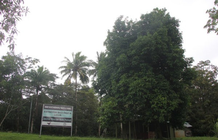 Figura. 1 Habitad, <i>Syzygium malacense</i></i>, (Myrtaceae). Area de Conservación Guanacaste. Sector Rincón Rain Forest. Cafecito, (elevación 455 metros), colectada el 18 de mayo 2023. Foto, Jorge Hernández. 
