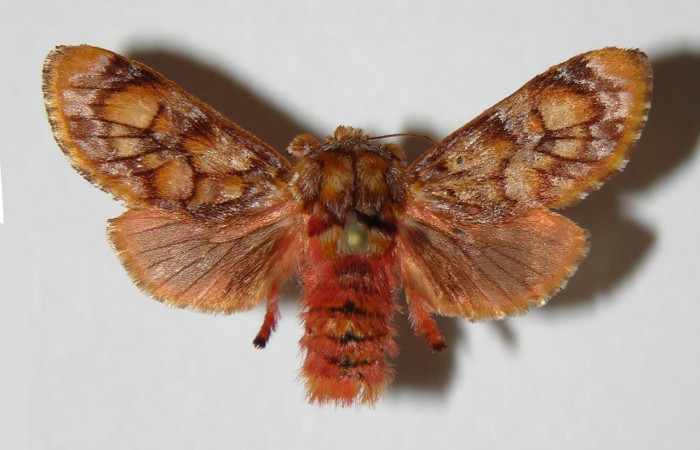 Figura. 20 Adulto <i>Phobetron</i></i> hipparchiaDHJ01 (Limacodidae), posición vista dorsal entero. (03-SRNP-5959-DHJ336722. 