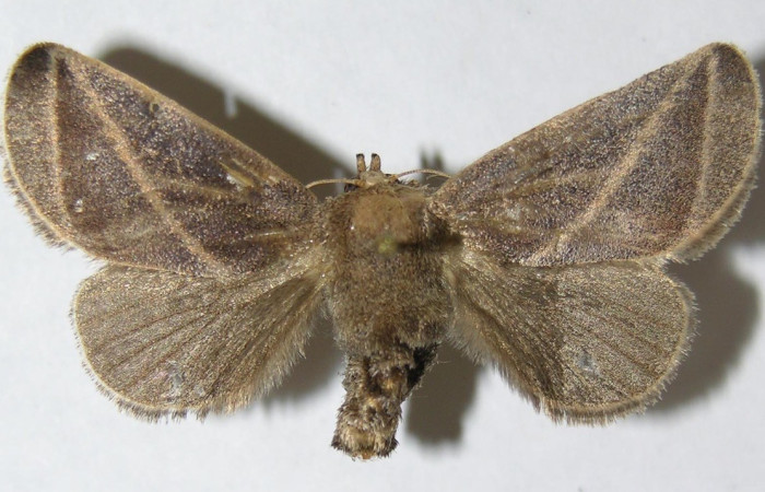 Figura. 22 Adulto <i>Natada fusca</i></i> (Limacodidae), posición vista dorsal entero. (08-SRNP-72598-DHJ500844).