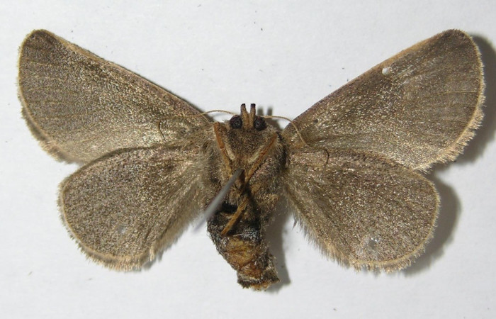 Figura. 23 Adulto <i>Natada fusca</i></i> (Limacodidae), posición vista ventral. (08-SRNP-72598-DHJ500844). 