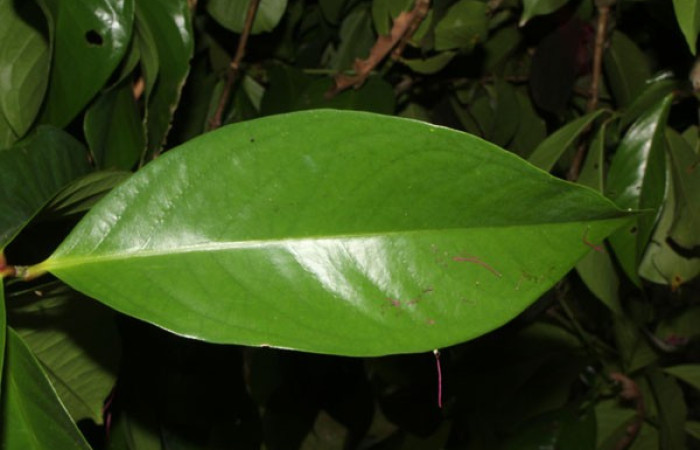 Figura. 2 Hojas haz, <i>Syzygium malacense</i></i>, (Myrtaceae). Area de Conservación Guanacaste. Sector Rincón Rain Forest. Cafecito, (elevación 455 metros), colectada el 18 de mayo 2023. Foto, Jorge Hernández. 
