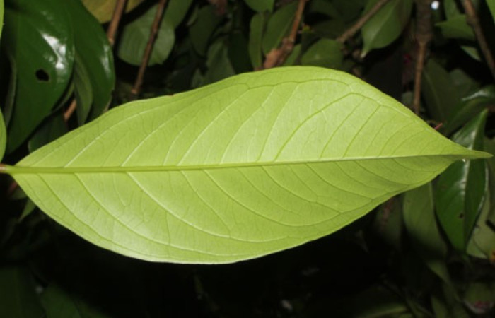 Figura. 3 Hojas envés, <i>Syzygium malacense</i></i>, (Myrtaceae). Area de Conservación Guanacaste. Sector Rincón Rain Forest. Cafecito, (elevación 455 metros), colectada el 18 de mayo 2023. Foto, Jorge Hernández. 