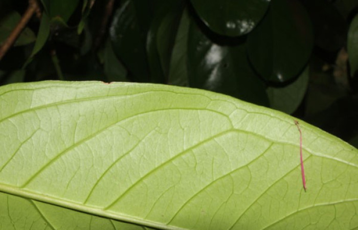 Figura. 4 Margen entero, <i>Syzygium malacense</i></i>, (Myrtaceae). Area de Conservación Guanacaste. Sector Rincón Rain Forest. Cafecito, (elevación 455 metros), colectada el 18 de mayo 2023. Foto, Jorge Hernández. 