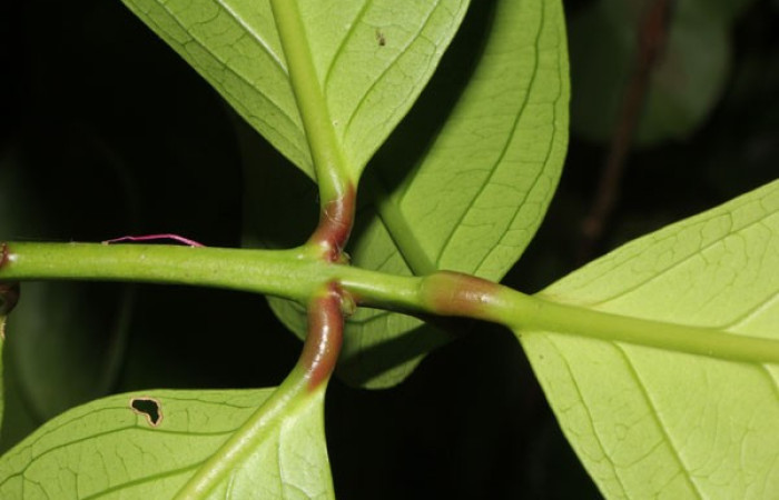 Figura. 5 Posición hojas, <i>Syzygium malacense</i></i>, (Myrtaceae). Area de Conservación Guanacaste. Sector Rincón Rain Forest. Cafecito, (elevación 455 metros), colectada el 18 de mayo 2023. Foto, Jorge Hernández. 