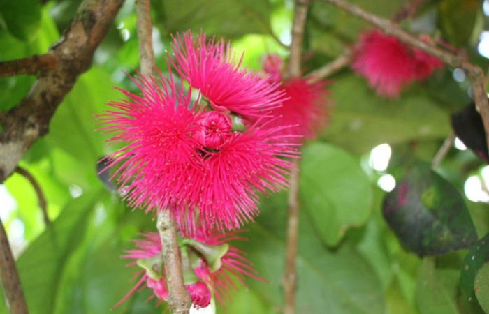 Figura. 6 Flores en racimo, <i>Syzygium malacense</i></i>, (Myrtaceae). Area de Conservación Guanacaste. Sector Rincón Rain Forest. Cafecito, (elevación 455 metros), colectada el 18 de mayo 2023. Foto, Jorge Hernández. 