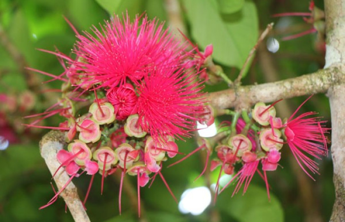 Figura. 8 Flores en racimo, <i>Syzygium malacense</i></i>, (Myrtaceae). Area de Conservación Guanacaste. Sector Rincón Rain Forest. Cafecito, (elevación 455 metros), colectada el 18 de mayo 2023. Foto, Jorge Hernández. 