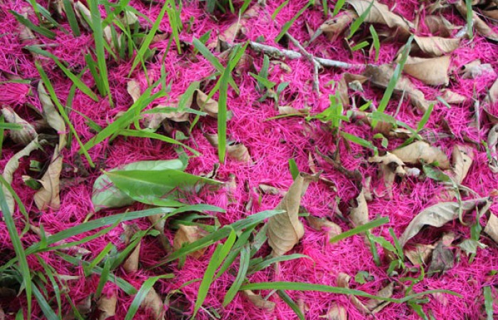 Figura. 9 Estambres caídos en suelo, <i>Syzygium malacense</i></i>, (Myrtaceae). Area de Conservación Guanacaste. Sector Rincón Rain Forest. Cafecito, (elevación 455 metros), colectada el 18 de mayo 2023. Foto, Jorge Hernández. 