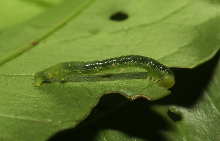 Figura 1. Larva <i>Thysanopyga</i></i> BioLep02 (Geometridae), color verde, posición lateral, último estadio, mide 15 mm aproximadamente. Planta hospedera <i>Ilex skutchii</i></i> (Arecaceae). Voucher: 20-SRNP-36726-DHJ771152.jpg.
