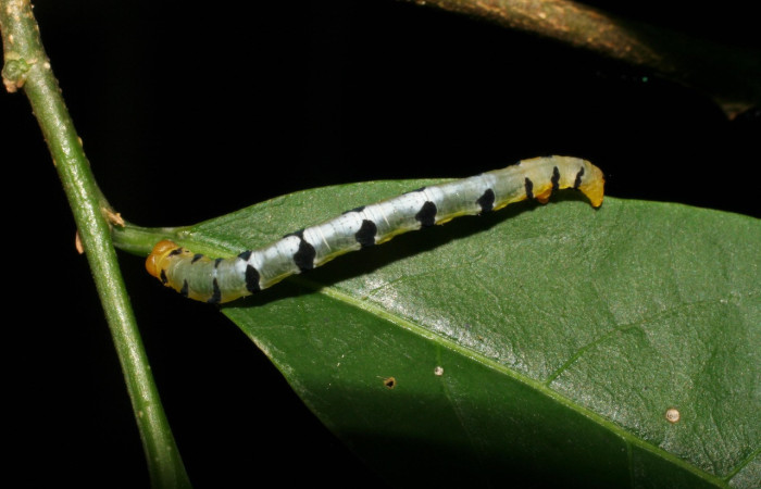 Figura 10. Larva <i>Thysanopyga</i></i> biolep05 (Geometridae), color verde con machas negras en los laterales, posición dorsal, último estadio, mide 16 mm aproximadamente. Planta hospedera <i>Margaritaria nobilis</i></i> (Arecaceae). Voucher: 07-SRNP-22026- DHJ426450.jpg.
