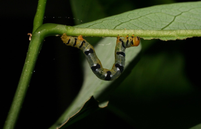 Figura 11. Larva <i>Thysanopyga</i></i> biolep05 (Geometridae), color verde con machas negras en los laterales, posición dorsal, último estadio, mide 16 mm aproximadamente. Planta hospedera <i>Margaritaria nobilis</i></i> (Arecaceae). Voucher: 07-SRNP-22026- DHJ426449.jpg.
