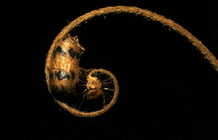 Figura 12. Restos de capullo del parásito <i>Microcharops</i></i> tibialisDHJ04, color café con manchas negras, <i>Thysanopyga cermala</i></i>(Geometridae). Voucher: 05-SRNP-33949-DHJ410073.jpg.
