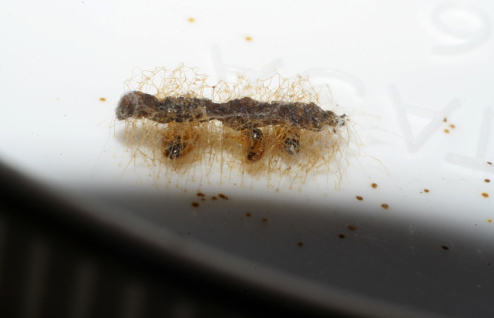 Figura 13. Restos de capullos de parásito <i>Euplectrus henrytownesi</i></i> (Eulophidae), color café con manchas negras, parásitos en larva,<i>Thysanopyga cermala</i></i>(Geometridae). Voucher: 05-SRNP-33946-DHJ415474.jpg.