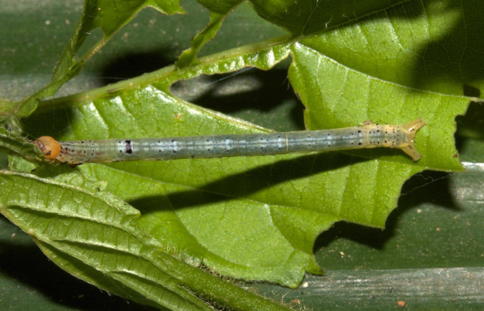 Figura 14. Larva <i>Thysanopyga cermala</i></i> (Geometridae), color verde con puntos negros, posición dorsal, último estadio, mide 26 mm aproximadamente. Planta hospedera <i>Margaritaria nobilis</i></i> (Arecaceae). Voucher: 19-SRNP-30401-DHJ749831.jpg.