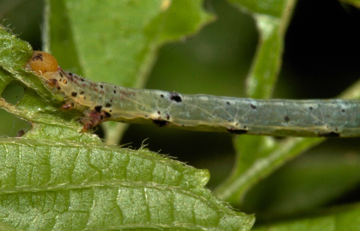 Figura 15. Larva <i>Thysanopyga cermala</i></i> (Geometridae), color verde con puntos negros, posición dorsal, último estadio, mide 26 mm aproximadamente. Planta hospedera <i>Margaritaria nobilis</i></i> (Arecaceae). Voucher: 19-SRNP-30401-DHJ749836.jpg.