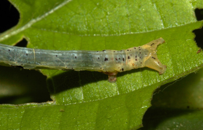 Figura 16. Larva <i>Thysanopyga cermala</i></i> (Geometridae), color verde con puntos negros, posición dorsal, último estadio, mide 26 mm aproximadamente. Planta hospedera <i>Margaritaria nobilis</i></i> (Arecaceae). Voucher: 19-SRNP-30401-DHJ749837.jpg.