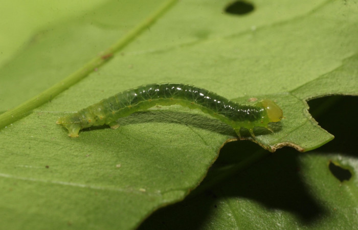 Figura 2. Larva <i>Thysanopyga</i></i> BioLep02 (Geometridae), color verde, posición lateral, último estadio, mide 15 mm aproximadamente. Planta hospedera <i>Ilex skutchii</i></i> (Arecaceae). Voucher: 20-SRNP-36726-DHJ771151.jpg.
