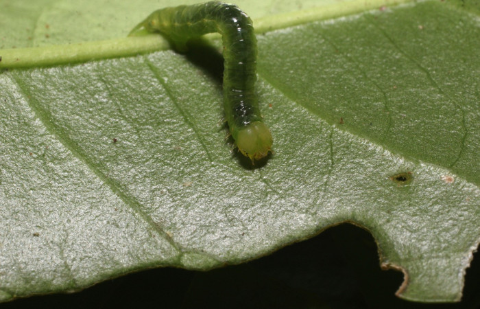Figura 3. Larva <i>Thysanopyga</i></i> BioLep02 (Geometridae), color verde, posición frontal, último estadio, mide 15 mm aproximadamente. Planta hospedera <i>Ilex skutchii</i></i> (Arecaceae). Voucher: 20-SRNP-36726-DHJ771150.jpg.
