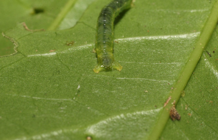 Figura 4. Larva <i>Thysanopyga</i></i> BioLep02 (Geometridae), color verde, posición trasera, último estadio, mide 15 mm aproximadamente. Planta hospedera <i>Ilex skutchii</i></i> (Arecaceae). Voucher: 20-SRNP-36726-DHJ771149.jpg.