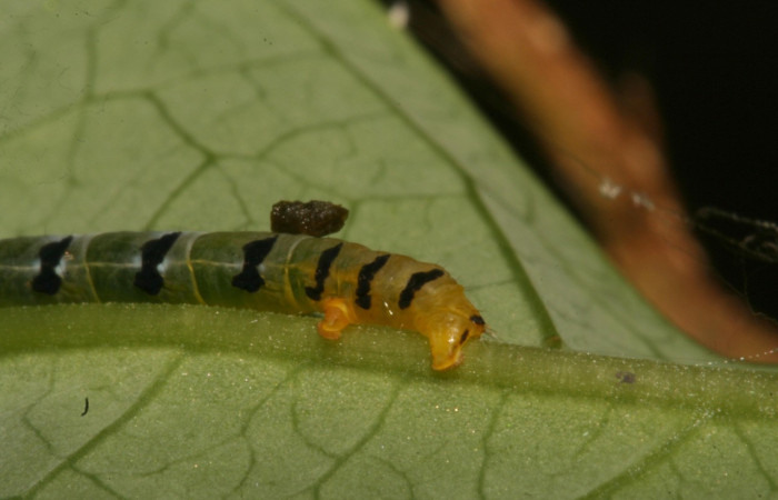 Figura 5. Larva <i>Thysanopyga</i></i> biolep05 (Geometridae), color verde con machas negras en los laterales, posición trasera, último estadio, mide 16 mm aproximadamente. Planta hospedera <i>Margaritaria nobilis</i></i> (Arecaceae). Voucher: 11-SRNP-44103- DHJ488917.jpg.