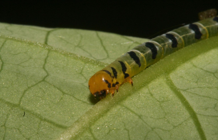 Figura 6. Larva <i>Thysanopyga</i></i> biolep05 (Geometridae), color verde con machas negras en los laterales, posición frontal, último estadio, mide 16 mm aproximadamente. Planta hospedera <i>Margaritaria nobilis</i></i> (Arecaceae). Voucher: 11-SRNP-44103- DHJ488916.jpg.