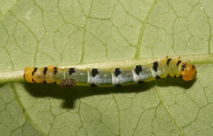 Figura 7. Larva <i>Thysanopyga</i></i> biolep05 (Geometridae), color verde con machas negras en los laterales, posición dorsal, último estadio, mide 16 mm aproximadamente. Planta hospedera <i>Margaritaria nobilis</i></i> (Arecaceae). Voucher: 11-SRNP-44103- DHJ488914.jpg.