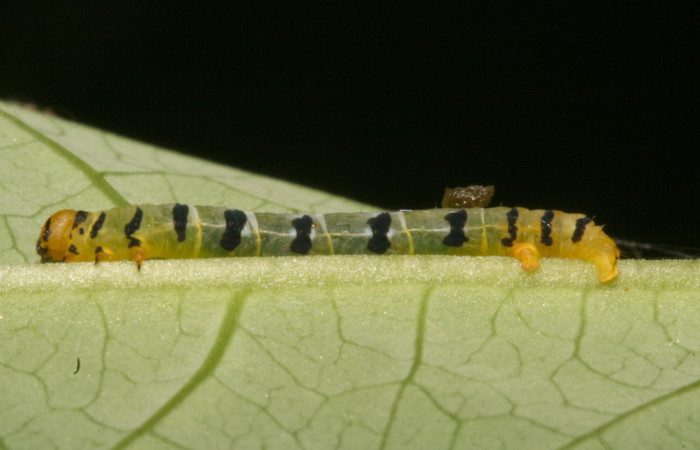 Figura 8. Larva <i>Thysanopyga</i></i> biolep05 (Geometridae), color verde con machas negras en los laterales, posición lateral, último estadio, mide 16 mm aproximadamente. Planta hospedera <i>Margaritaria nobilis</i></i> (Arecaceae). Voucher: 11-SRNP-44103- DHJ488912.jpg.